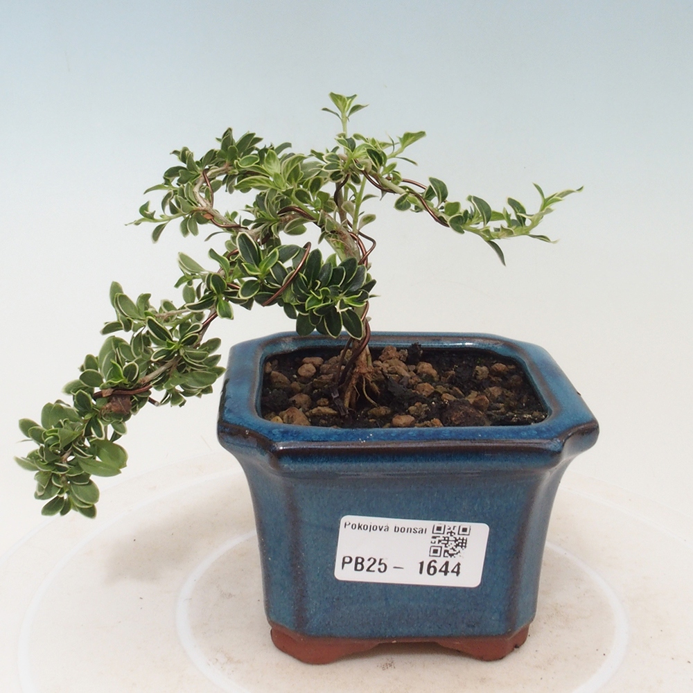 Pokojová bonsai - Serissa foetida Variegata - Strom tisíce hvězd