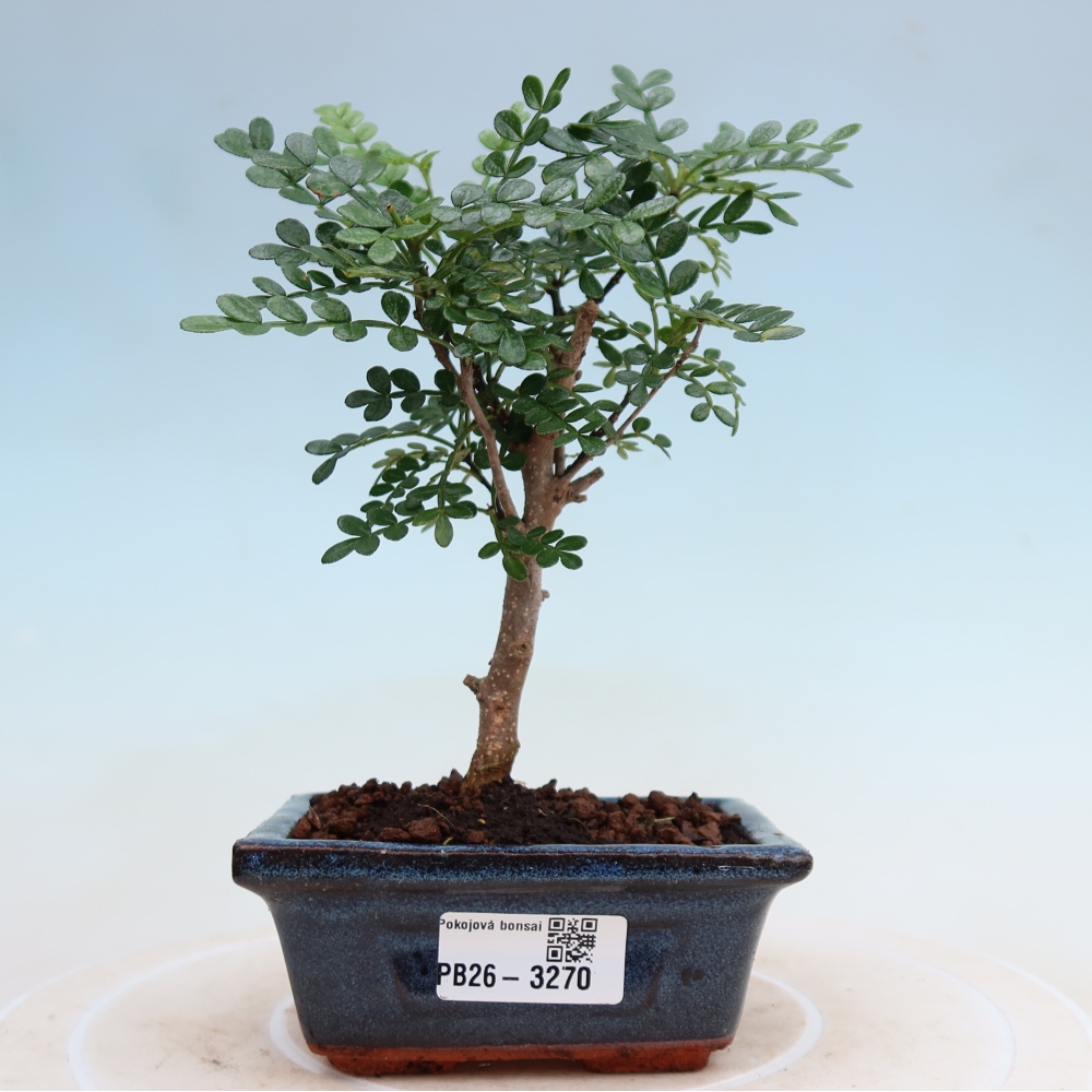 Pokojová bonsai - Zantoxylum piperitum - pepřovník