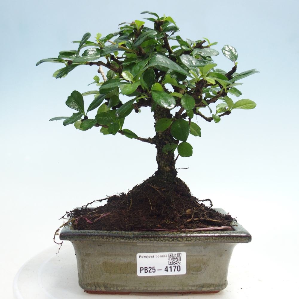 Pokojová bonsai - Carmona macrophylla - Čaj fuki