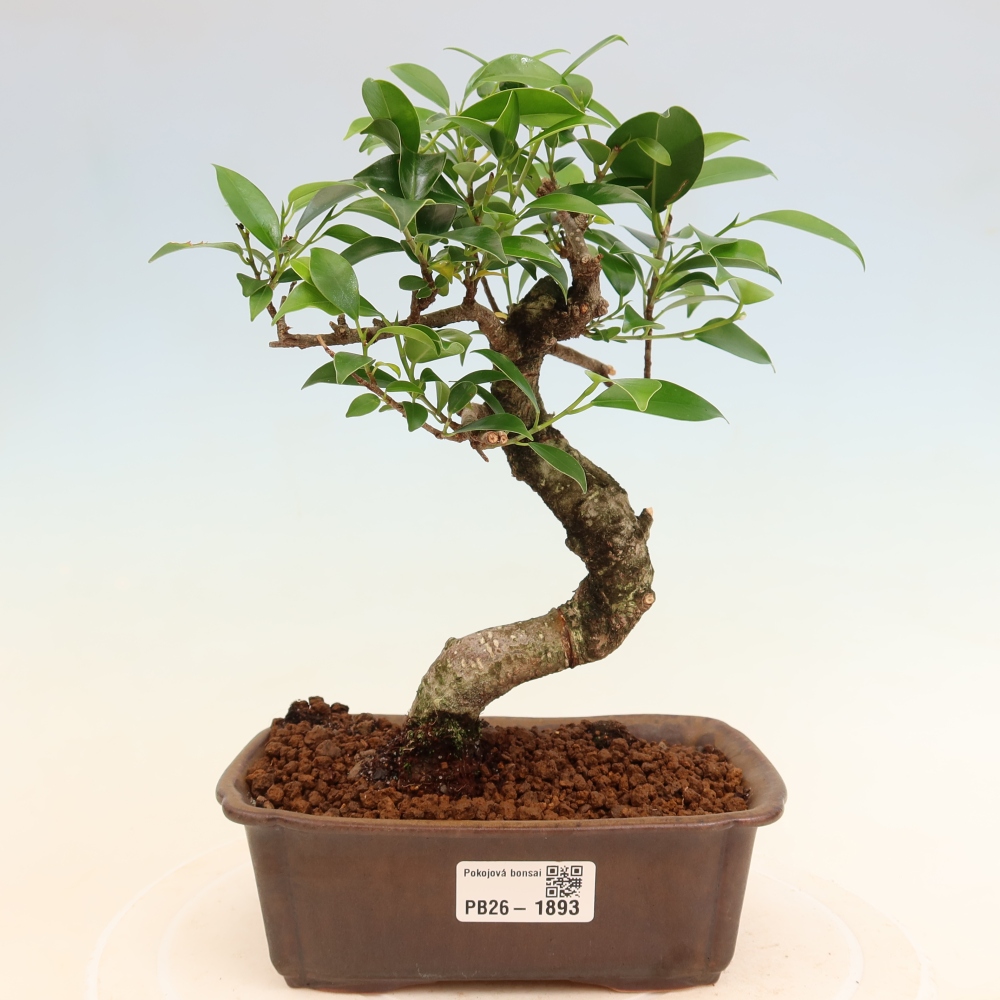Pokojová bonsai - Ficus retusa -  malolistý fíkus