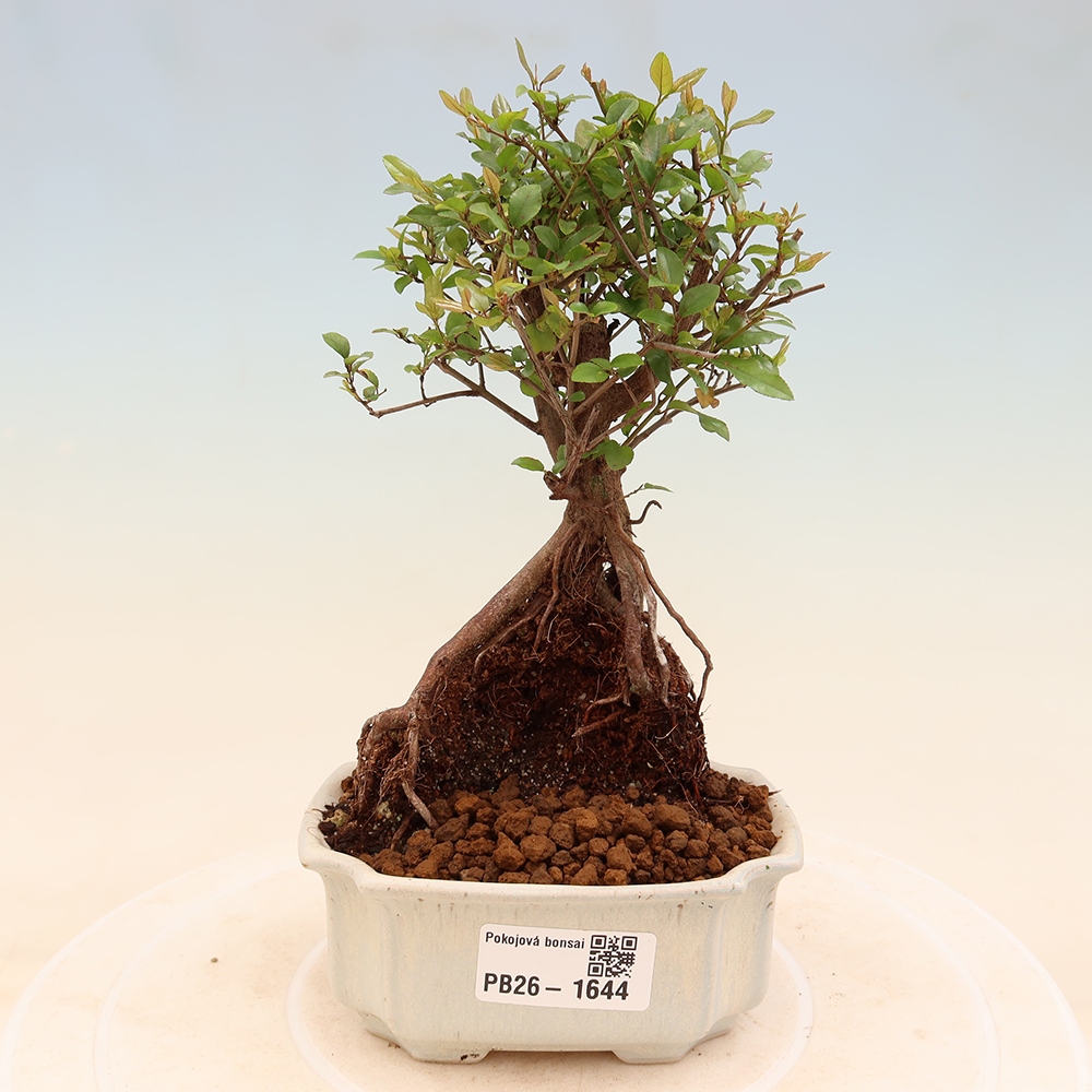 Pokojová bonsai - Sagerécie thea - Sagerécie thea