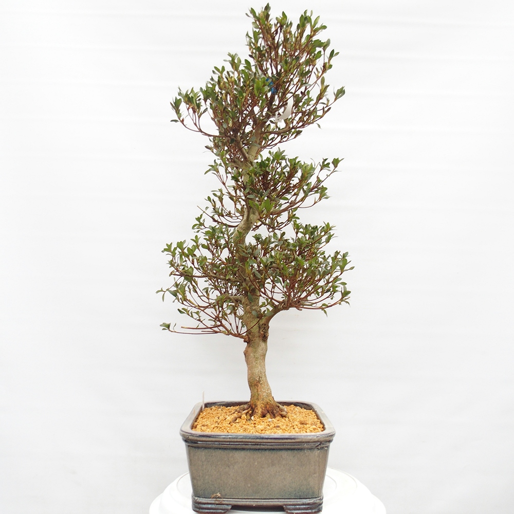Venkovní bonsai - Japonská azalka - Azalea Saishun