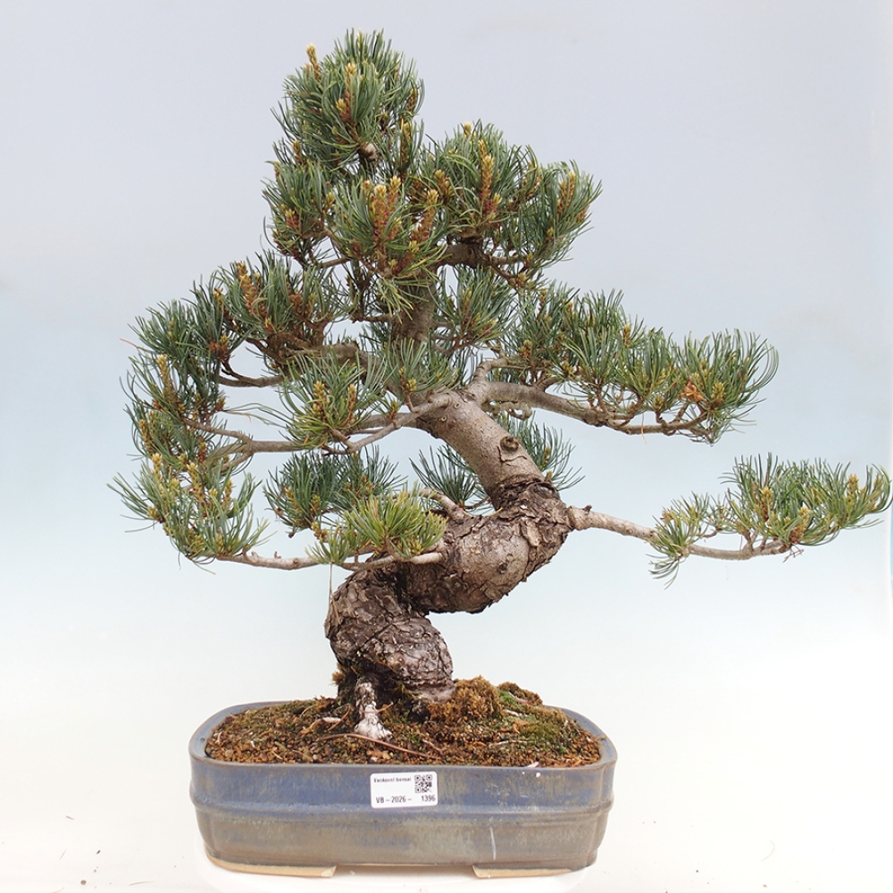 Venkovní bonsai - Pinus parviflora - Borovice drobnokvětá