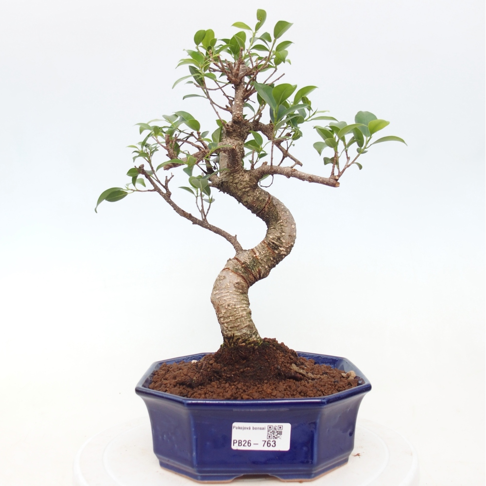 Pokojová bonsai - Ficus retusa -  malolistý fíkus