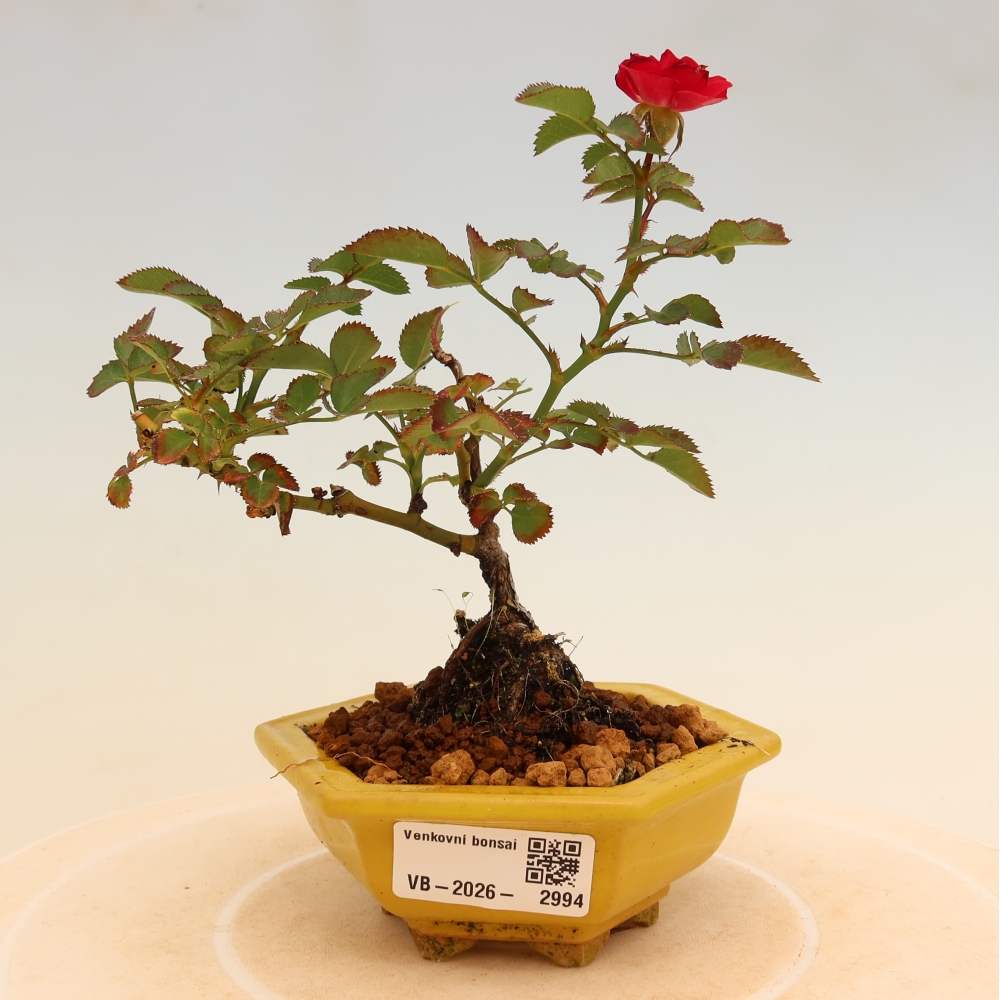 Venkovní bonsai - Rosa Kordes -  růže