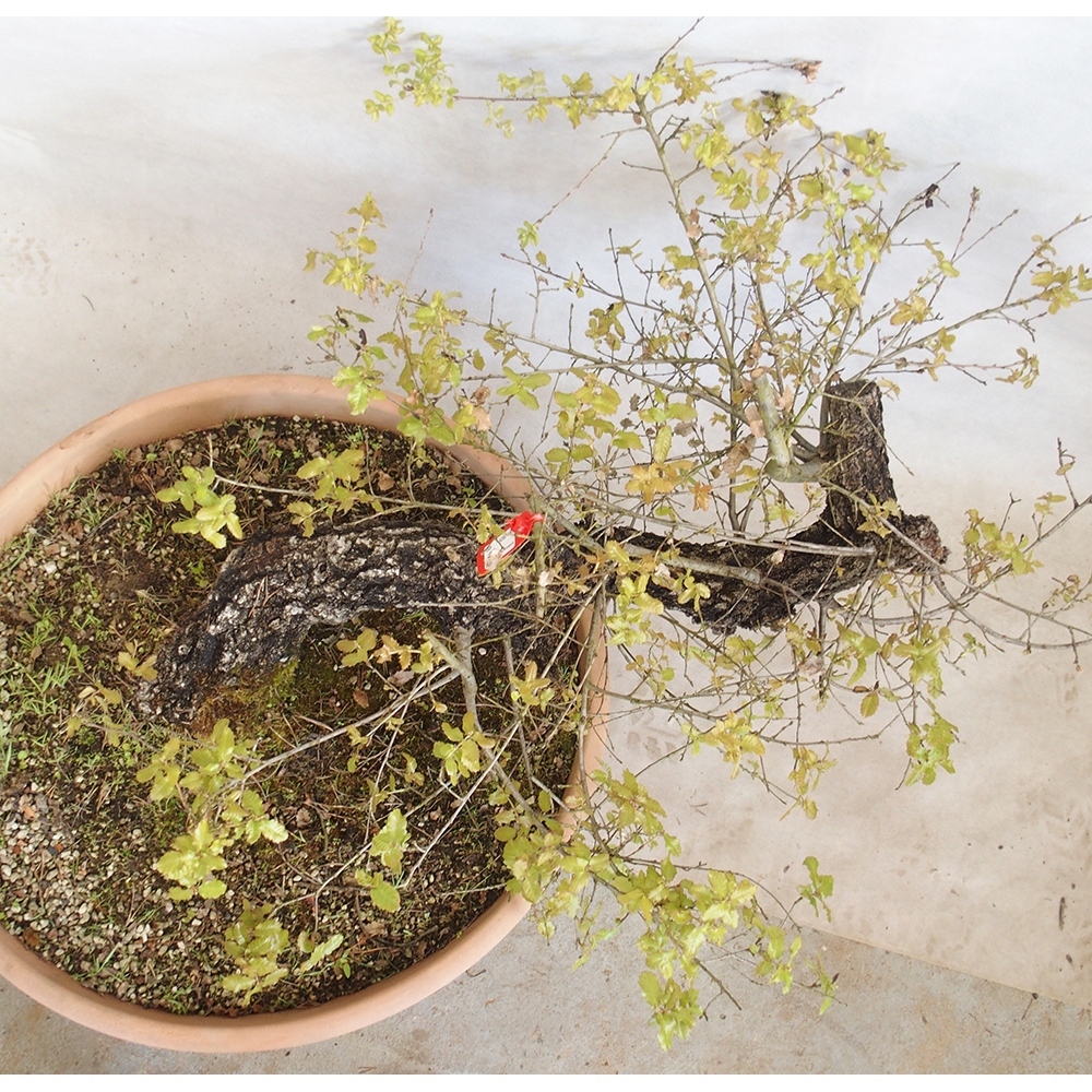 Venkovní bonsai Quercus Cerris - Dub Cer