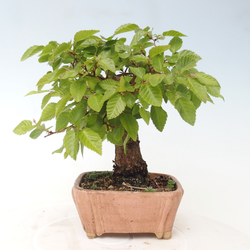 Venkovní bonsai -Carpinus CARPINOIDES - Habr korejský