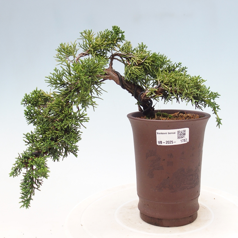 Venkovní bonsai - Juniperus chinensis Kishu -Jalovec čínský