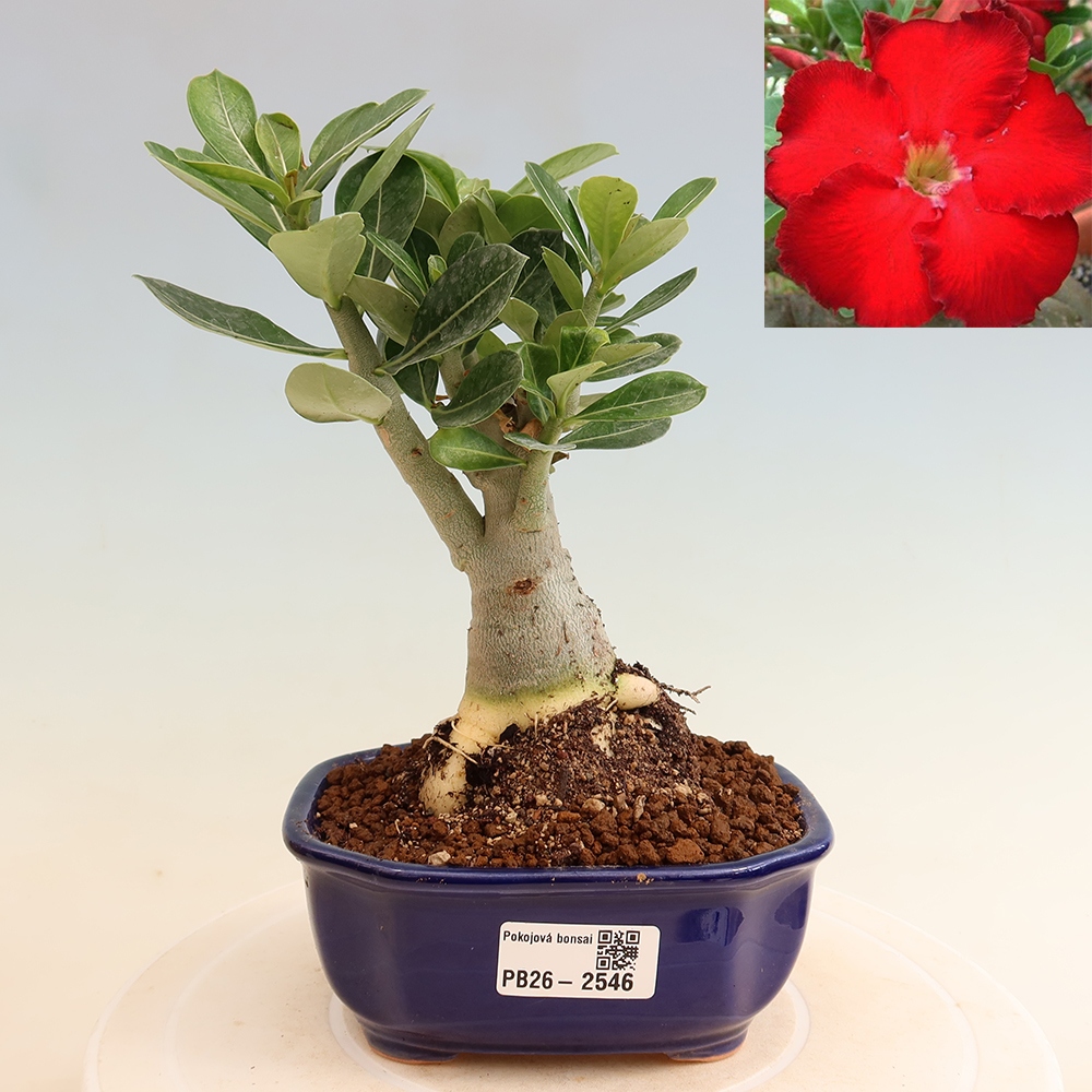Pokojová bonsai - Adenium obesum Red Star - Pouštní růže