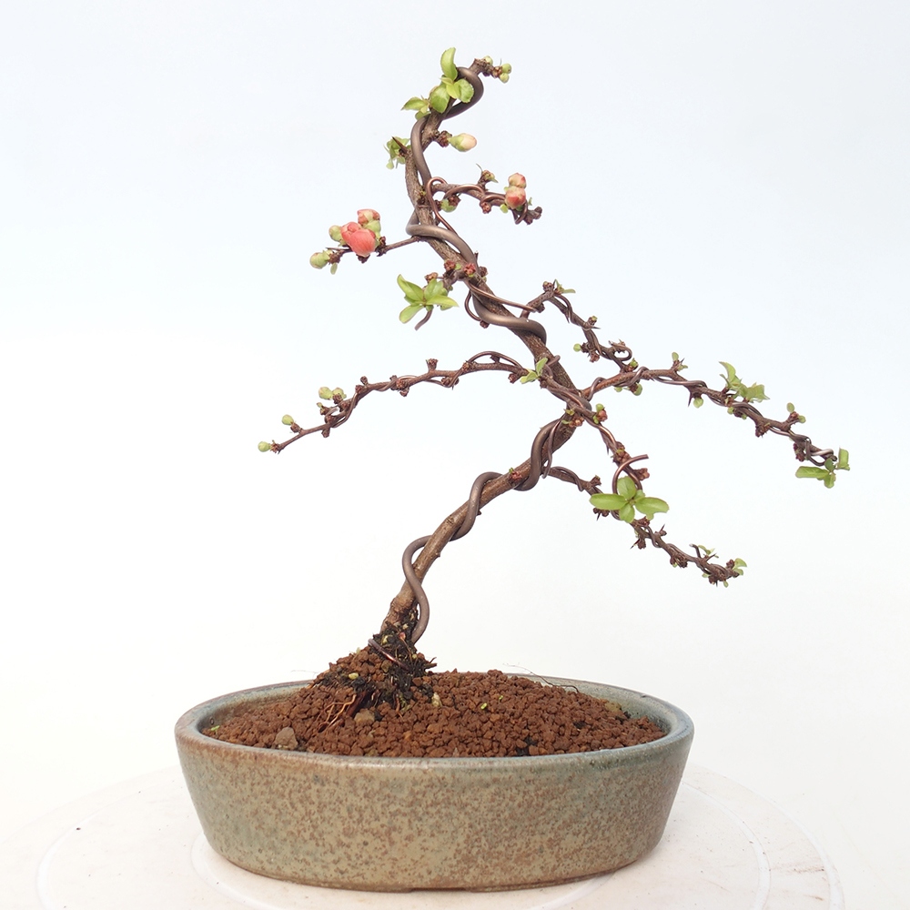 Venkovní bonsai - Chaneomeles s. Red Joy - Kdoulovec 