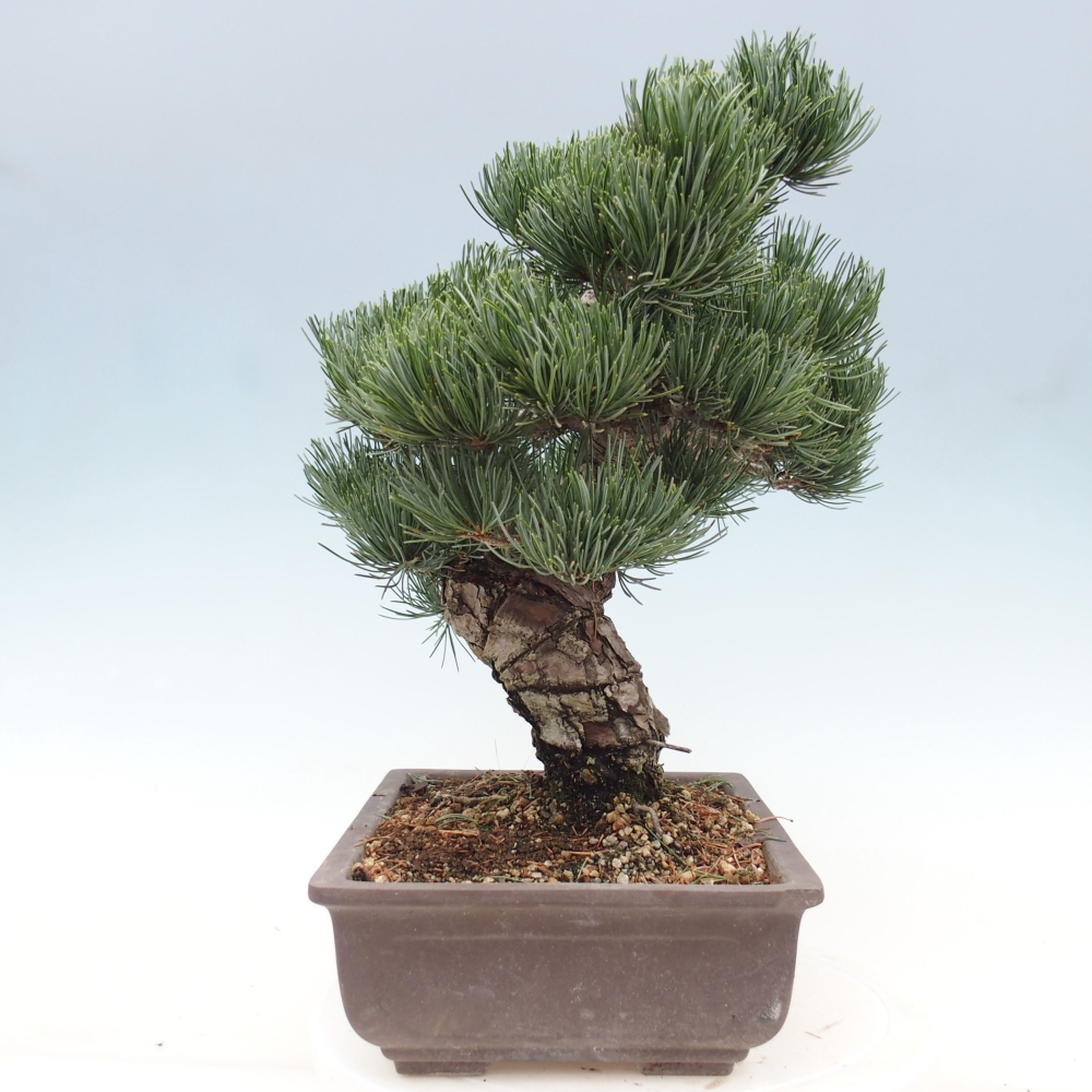 Venkovní bonsai - Pinus parviflora - Borovice drobnokvětá