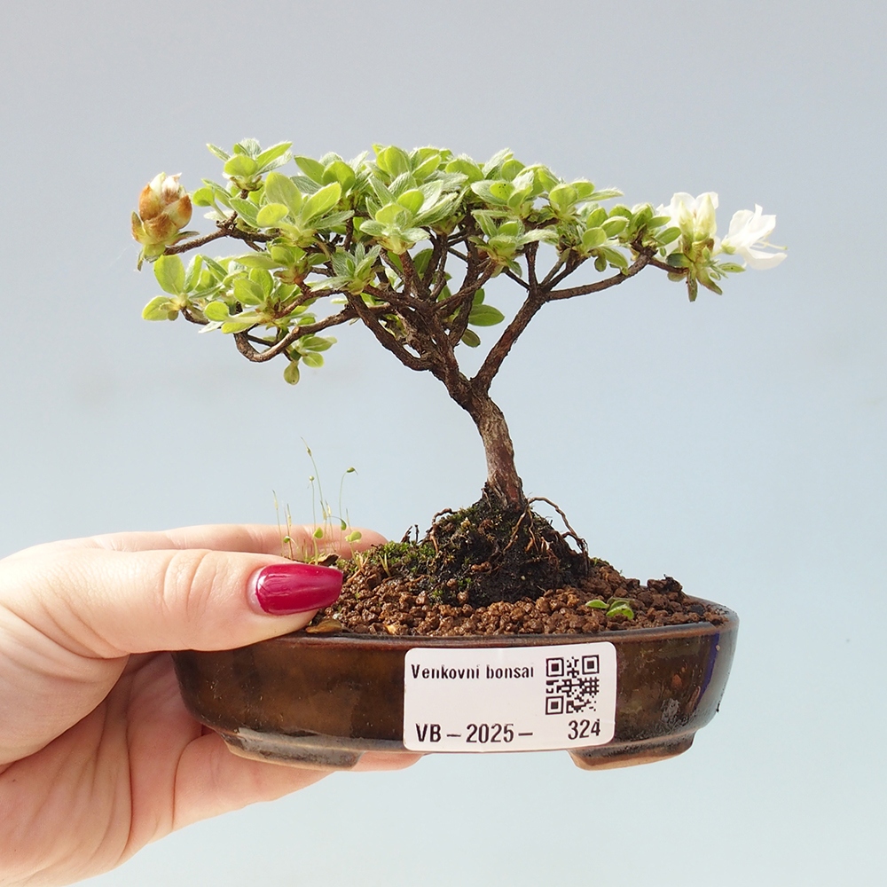 Venkovní bonsai - Rhododendron indicum - Japonská azalka