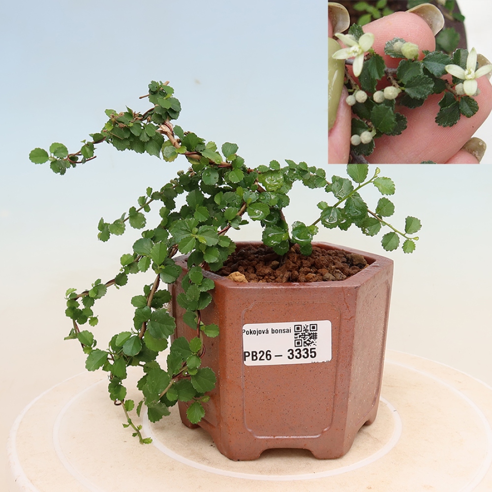Pokojová bonsai - Grewia sp. - Grewie malolistá