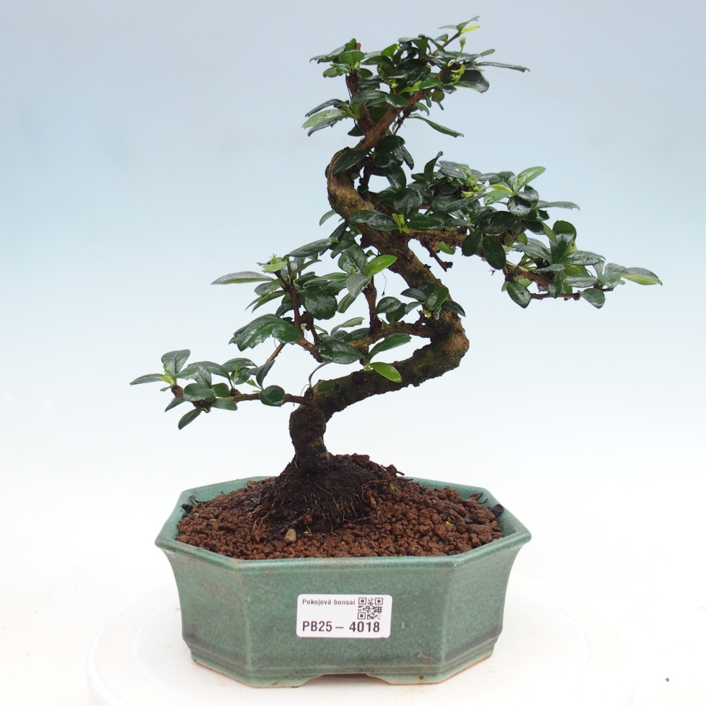 Pokojová bonsai - Carmona macrophylla - Čaj fuki