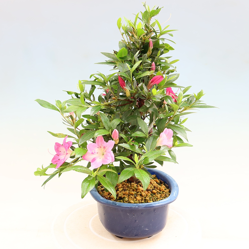 Venkovní bonsai - Japonská azalka - Azalea Reiko
