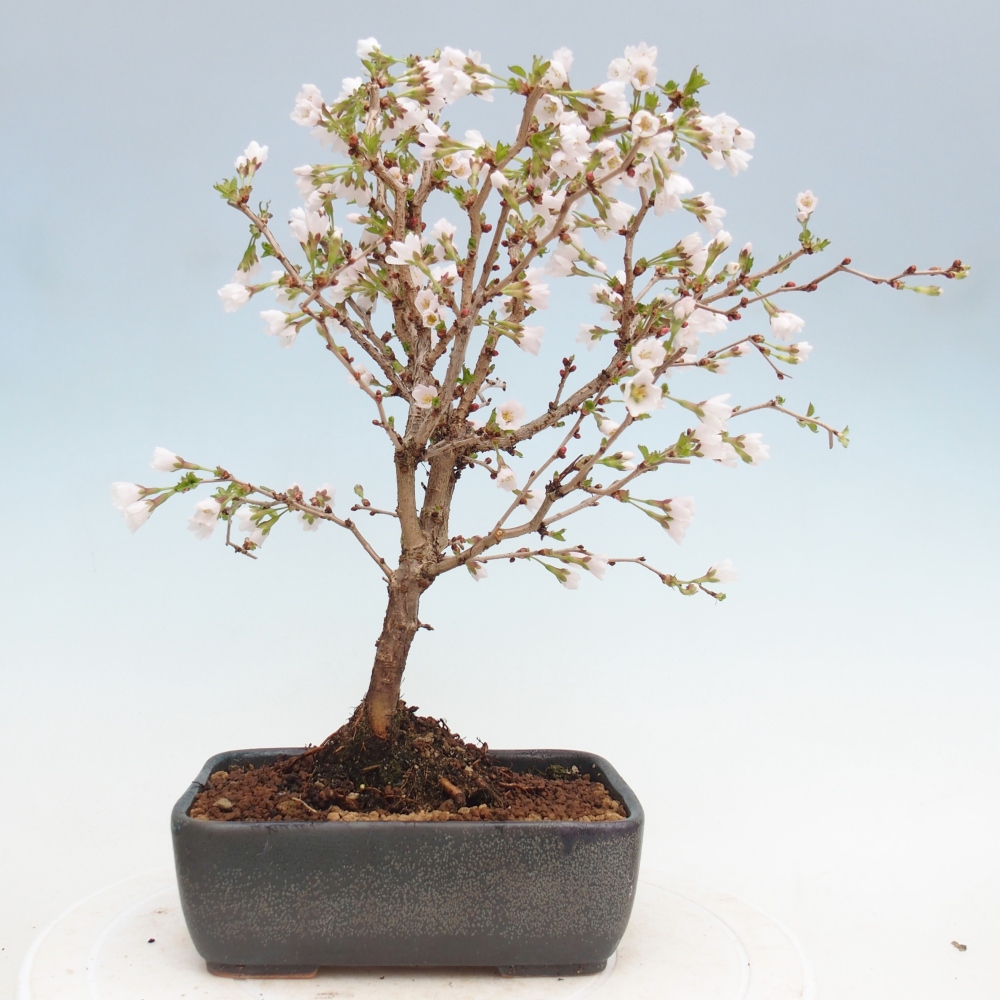 Venkovní bonsai - Prunus incisa Kojou-no mai-Slivoň vyříznutá