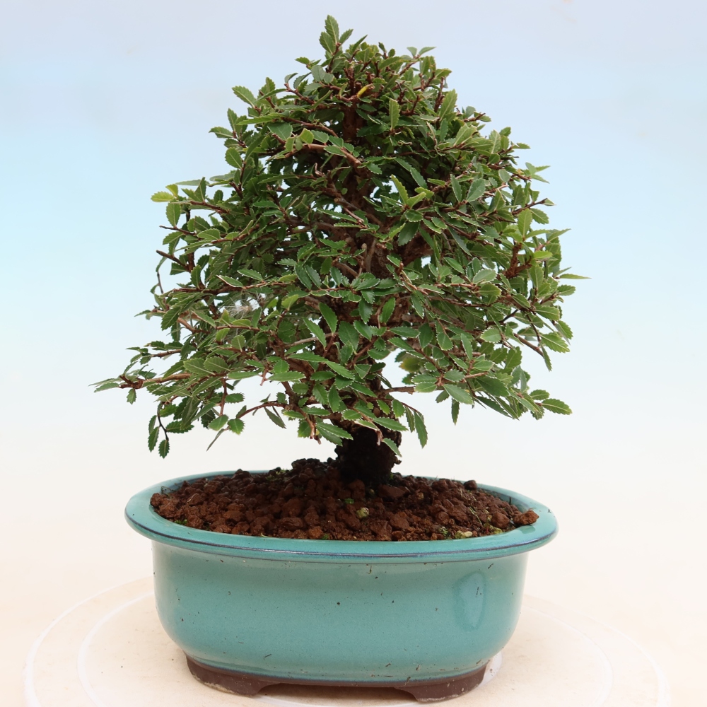 Venkovní bonsai - Zelkova - Zelkova NIRE