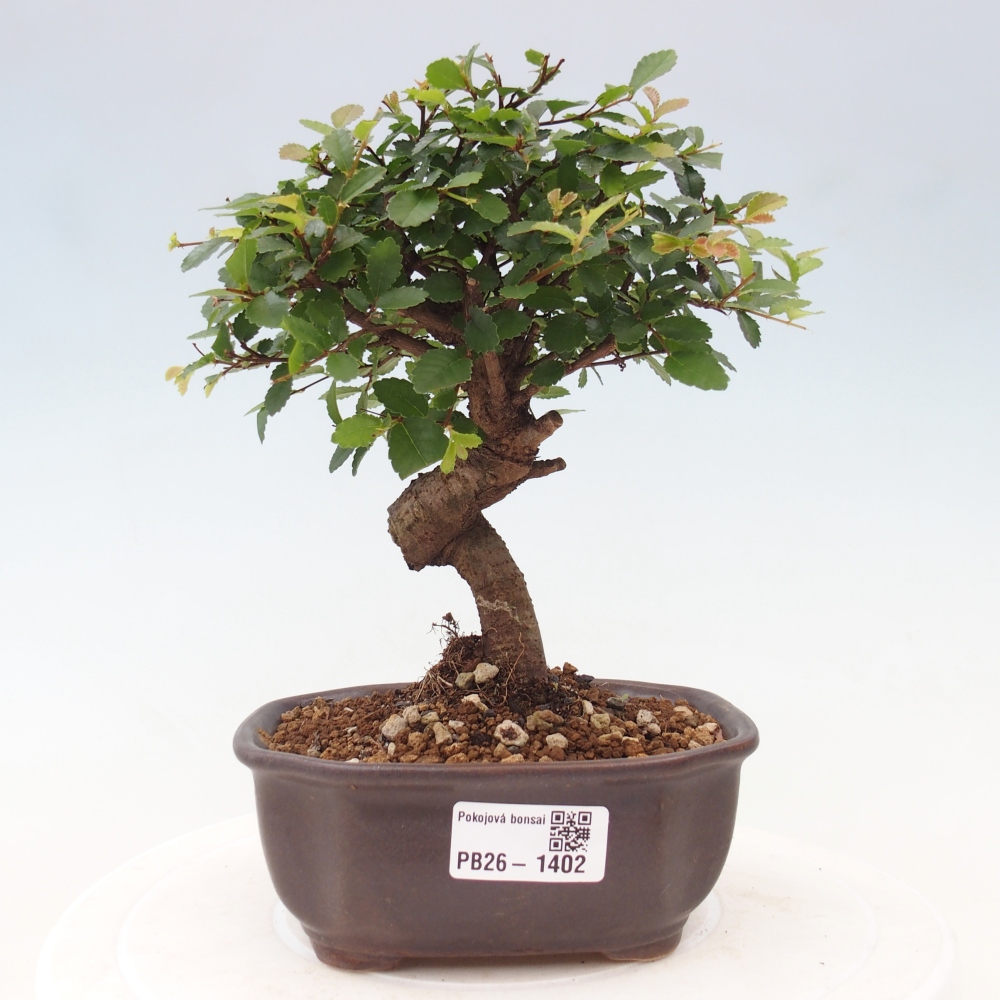 Pokojová bonsai - Ulmus parvifolia - Malolistý jilm