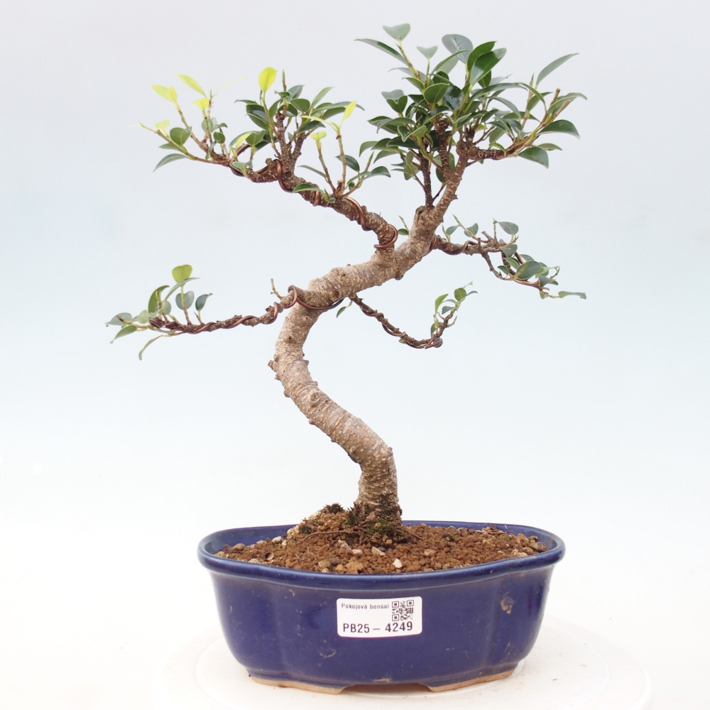 Pokojová bonsai - Ficus retusa -  malolistý fíkus