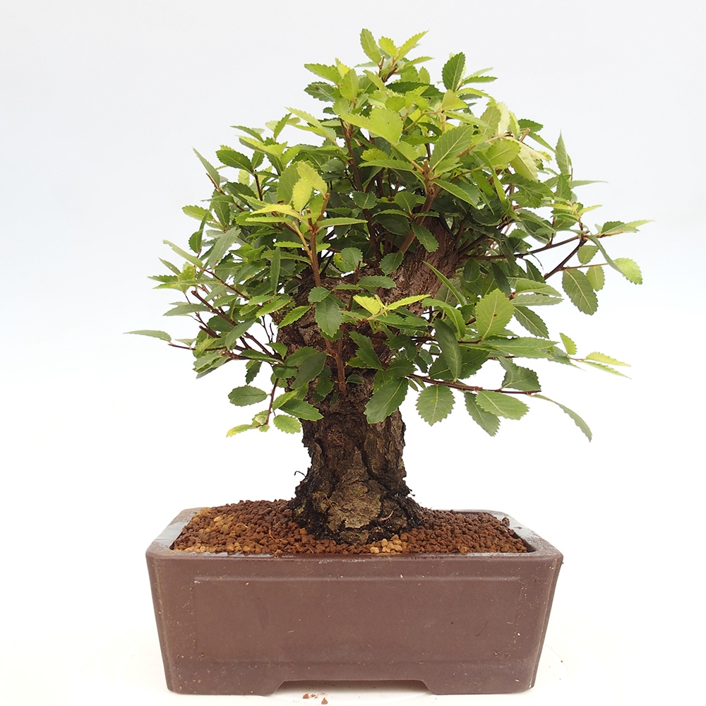 Venkovní bonsai - Zelkova - Zelkova serrata