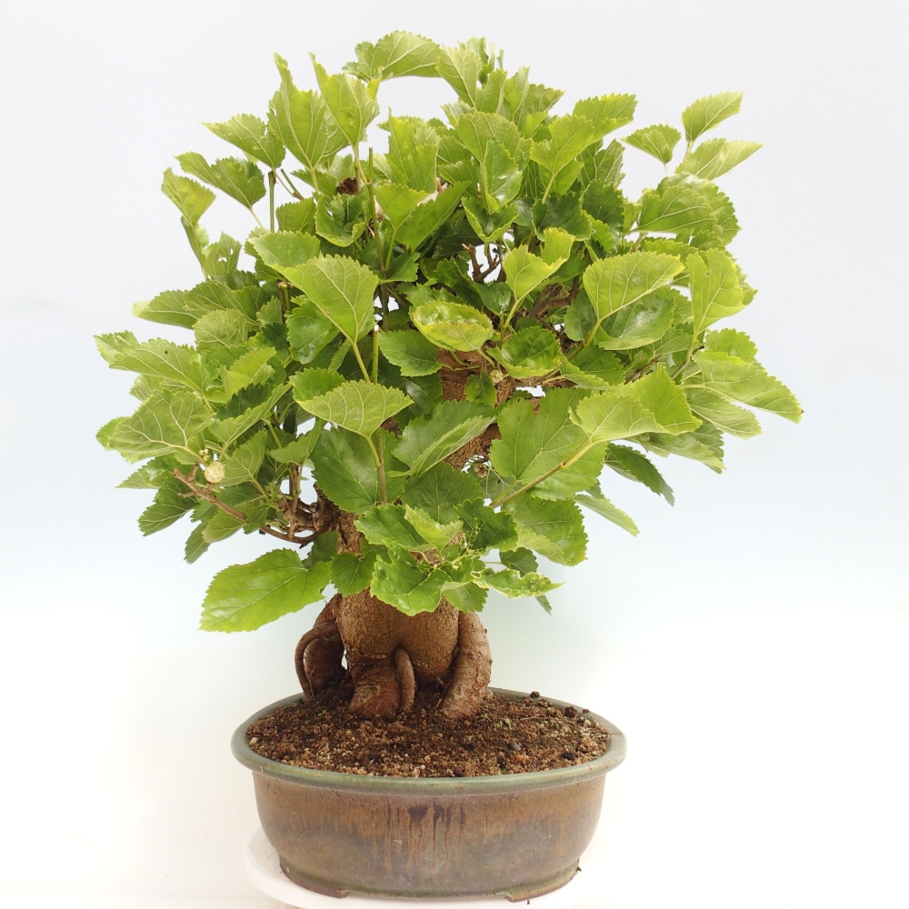 Venkovní bonsai -Morus alba - moruše