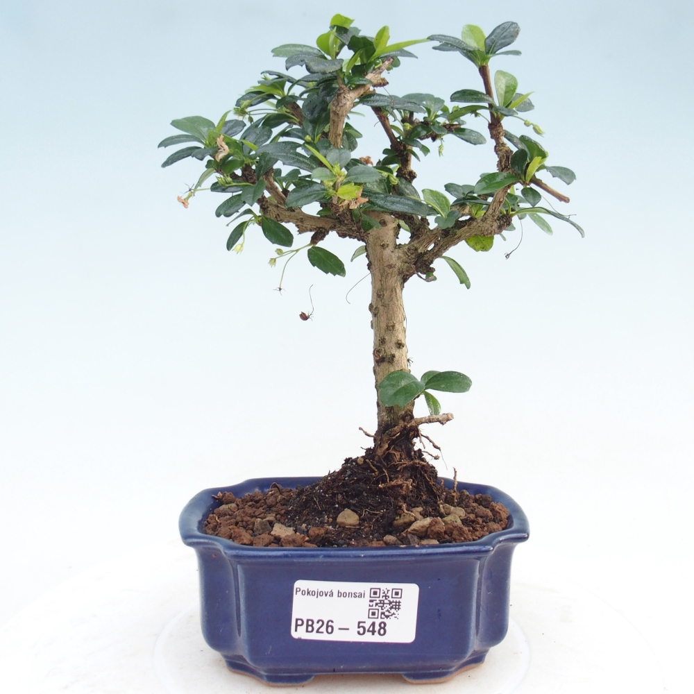Pokojová bonsai - Carmona macrophylla - Čaj fuki