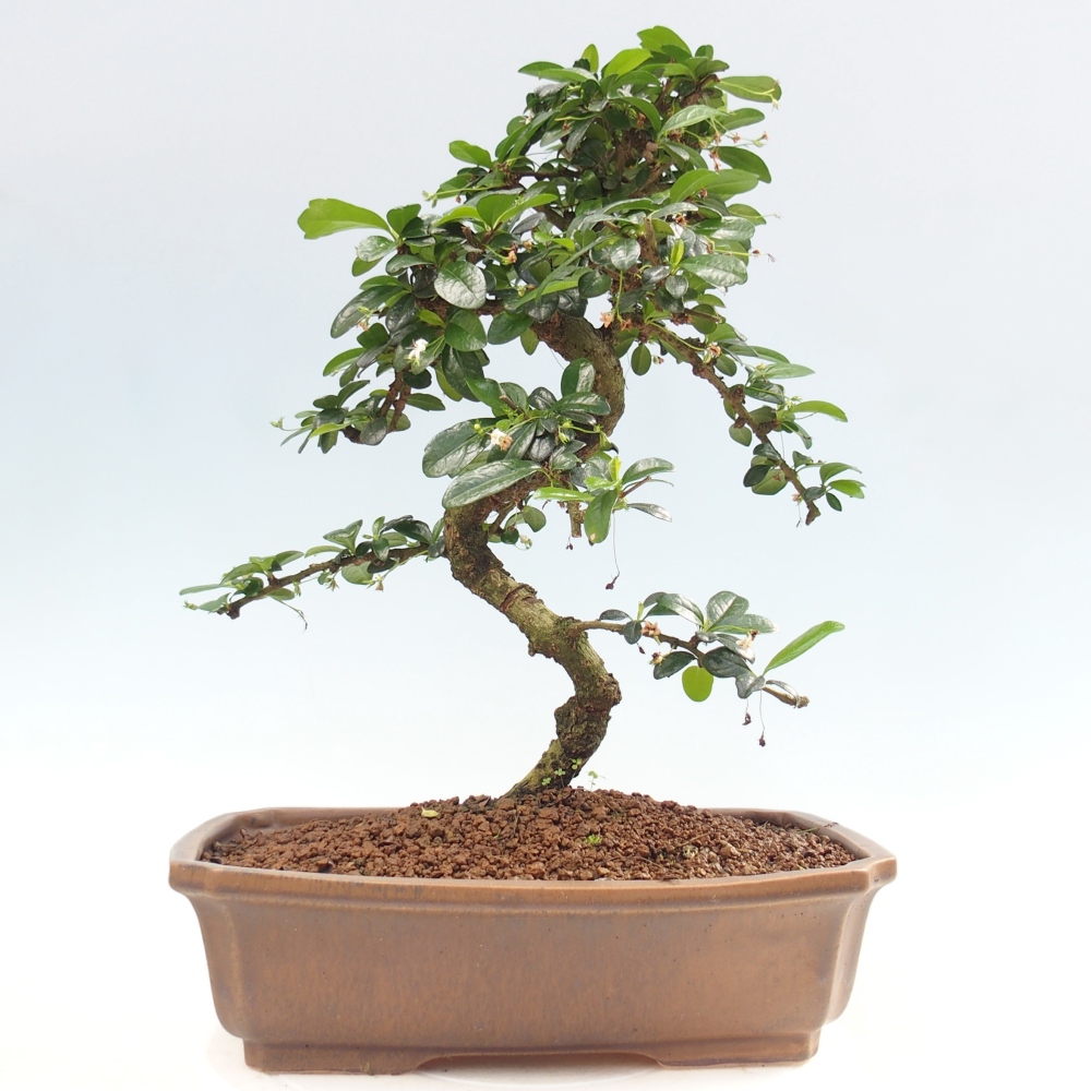 Pokojová bonsai - Carmona macrophylla - Čaj fuki