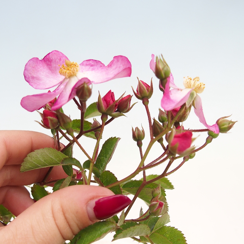Venkovní bonsai - Rosa Kordes -  růže