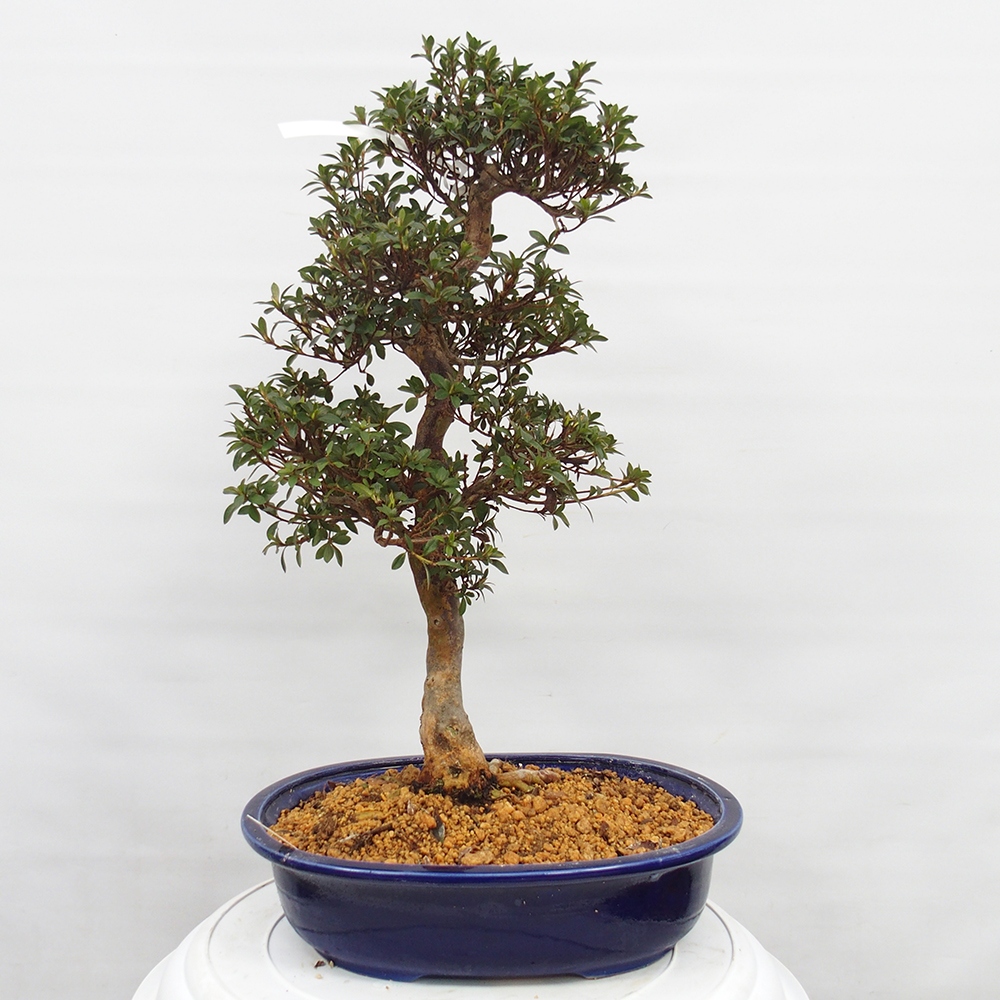 Venkovní bonsai - Japonská azalka - Azalea Hanatsuzuri
