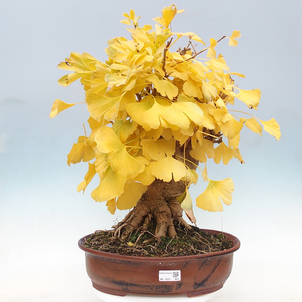Venkovní bonsai - Jinan dvoulaločný - Ginkgo biloba