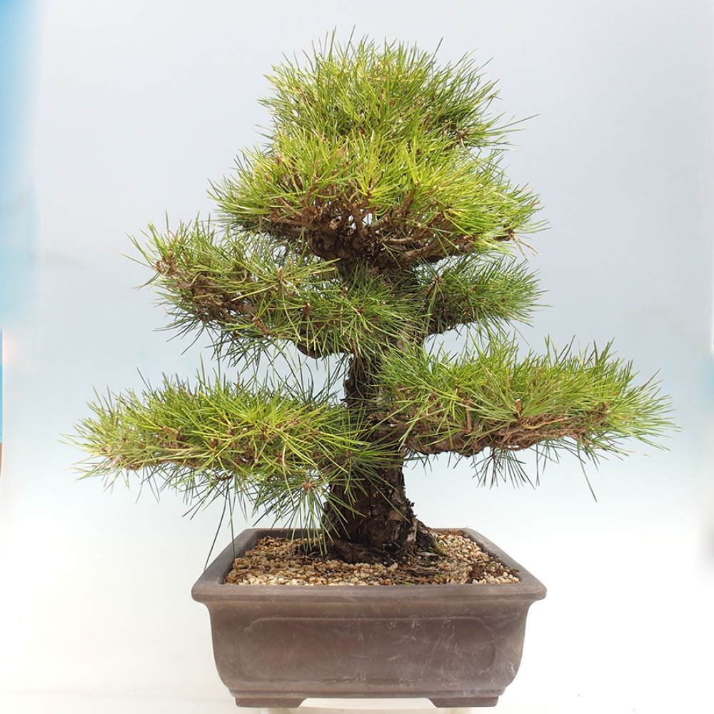 Venkovní bonsai - Pinus thunbergii - Borovice thunbergova