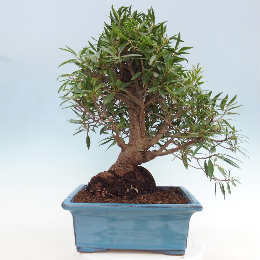 Pokojová bonsai - Ficus nerifolia -  malolistý fíkus