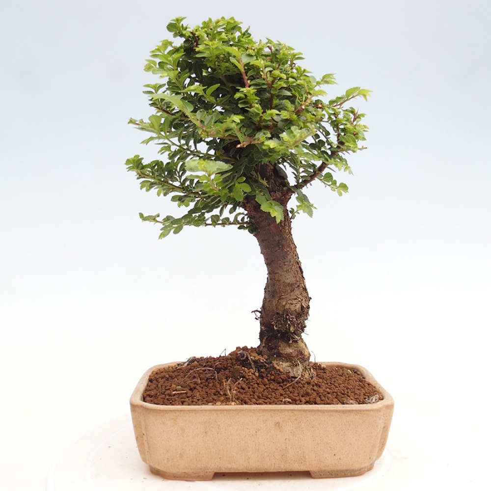 Venkovní bonsai - Ulmus parvifolia Hokkaido - jilm Činski
