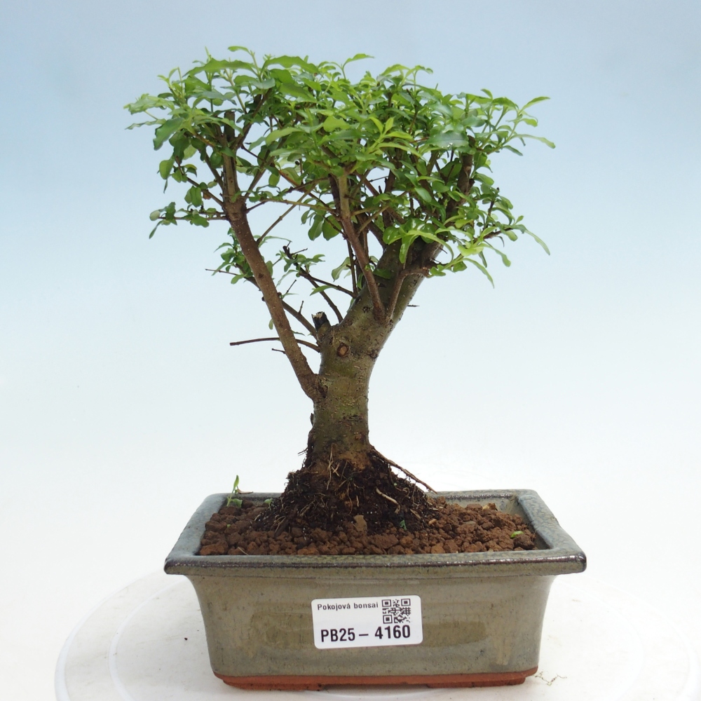 Pokojová bonsai -Ligustrum chinensis - Ptačí zob