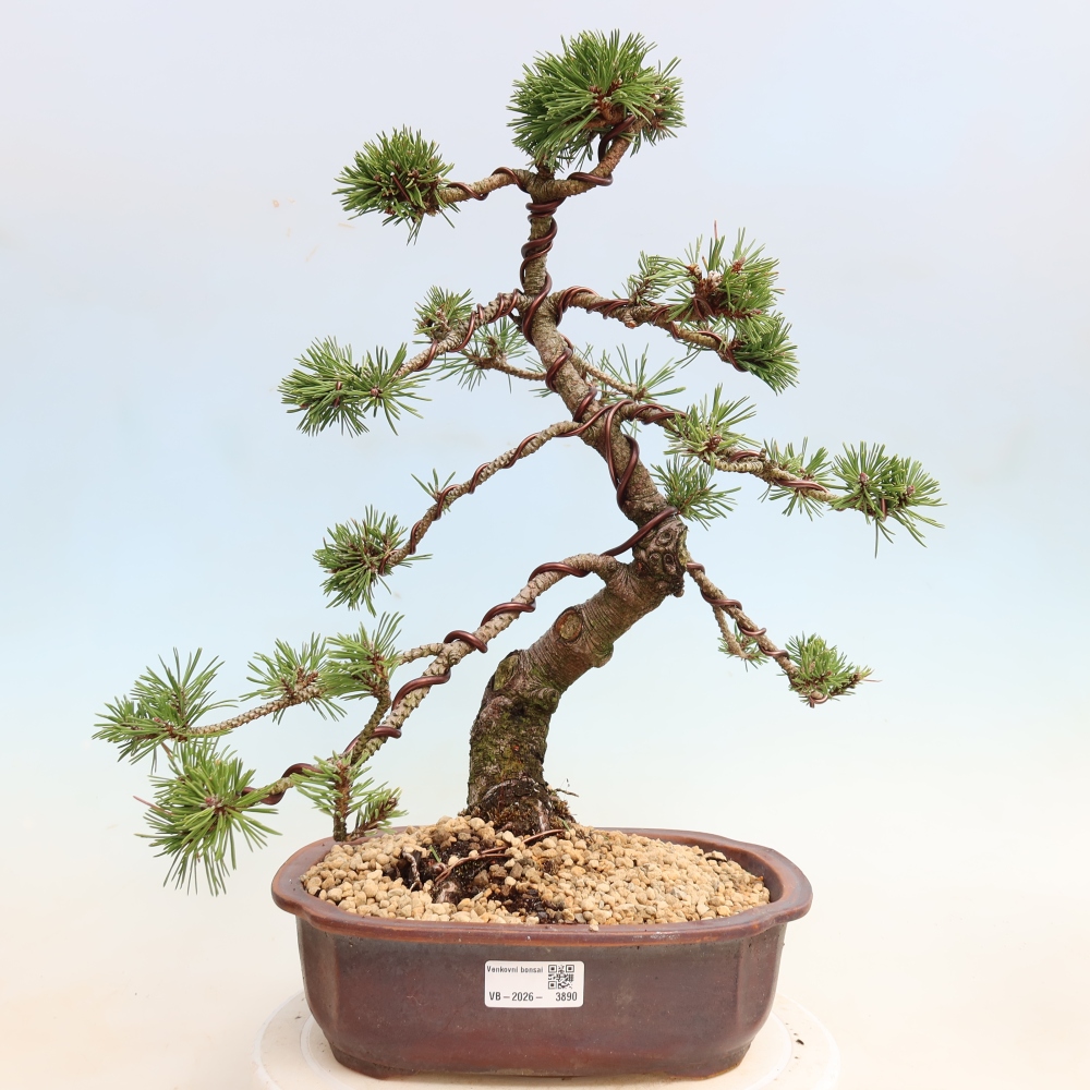 Venkovní bonsai - Pinus mugo Humpy  - Borovice kleč