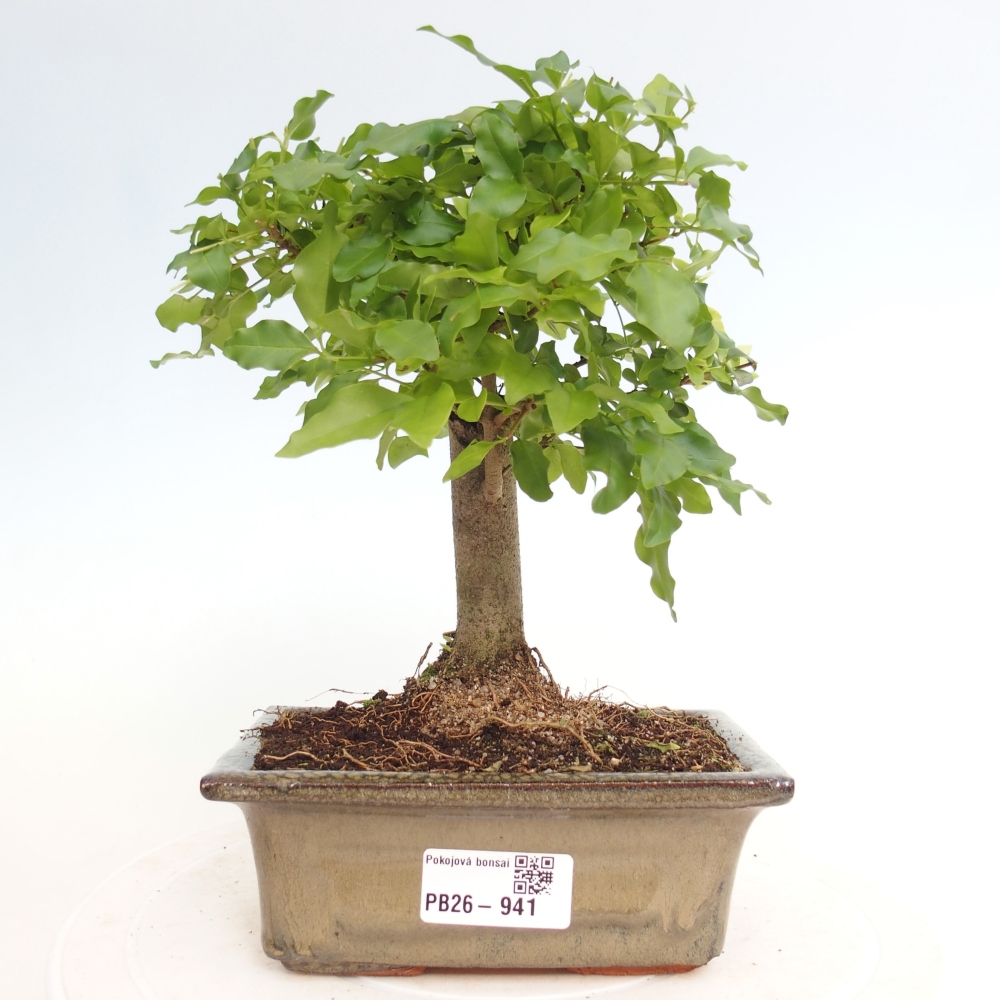 Pokojová bonsai -Ligustrum chinensis - Ptačí zob