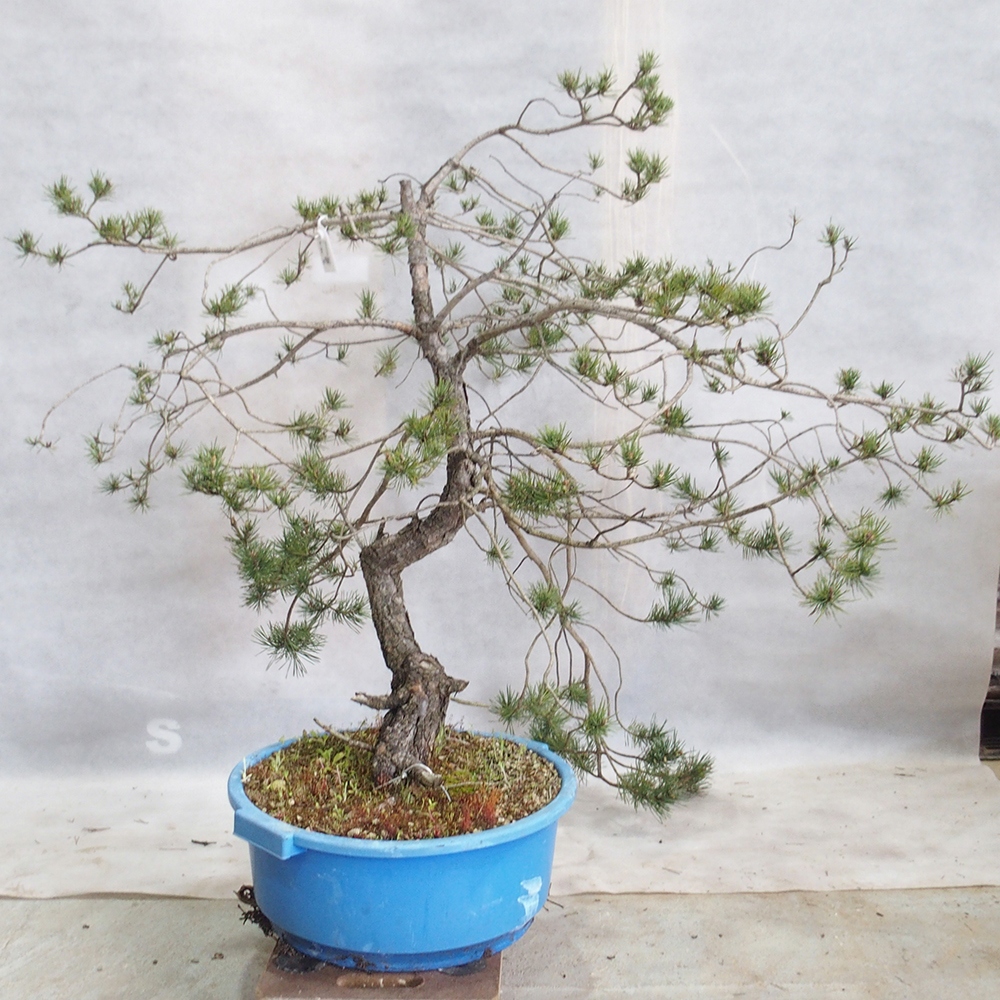 Yamadori - Pinus sylvestris 