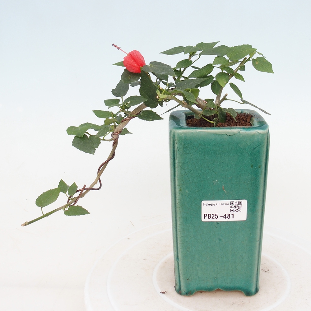 Pokojová bonsai - Malvaviscus arboreus - ibiškovec dřevnatý