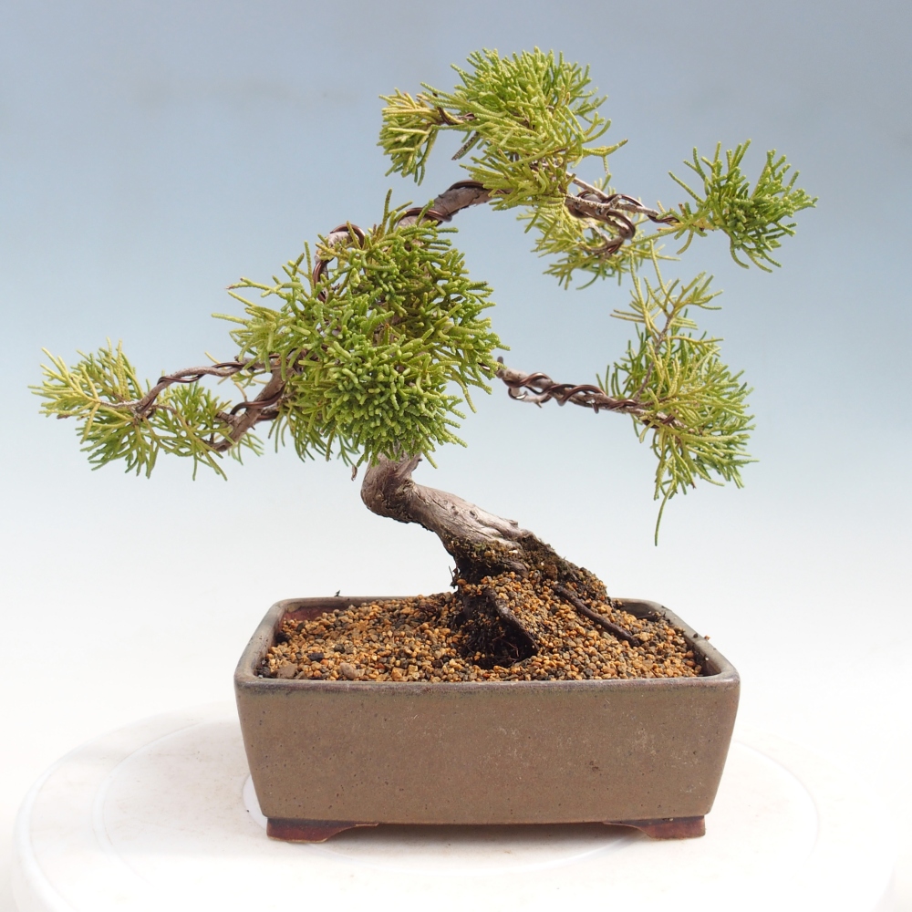 Venkovní bonsai - Juniperus chinensis Kishu -Jalovec čínský