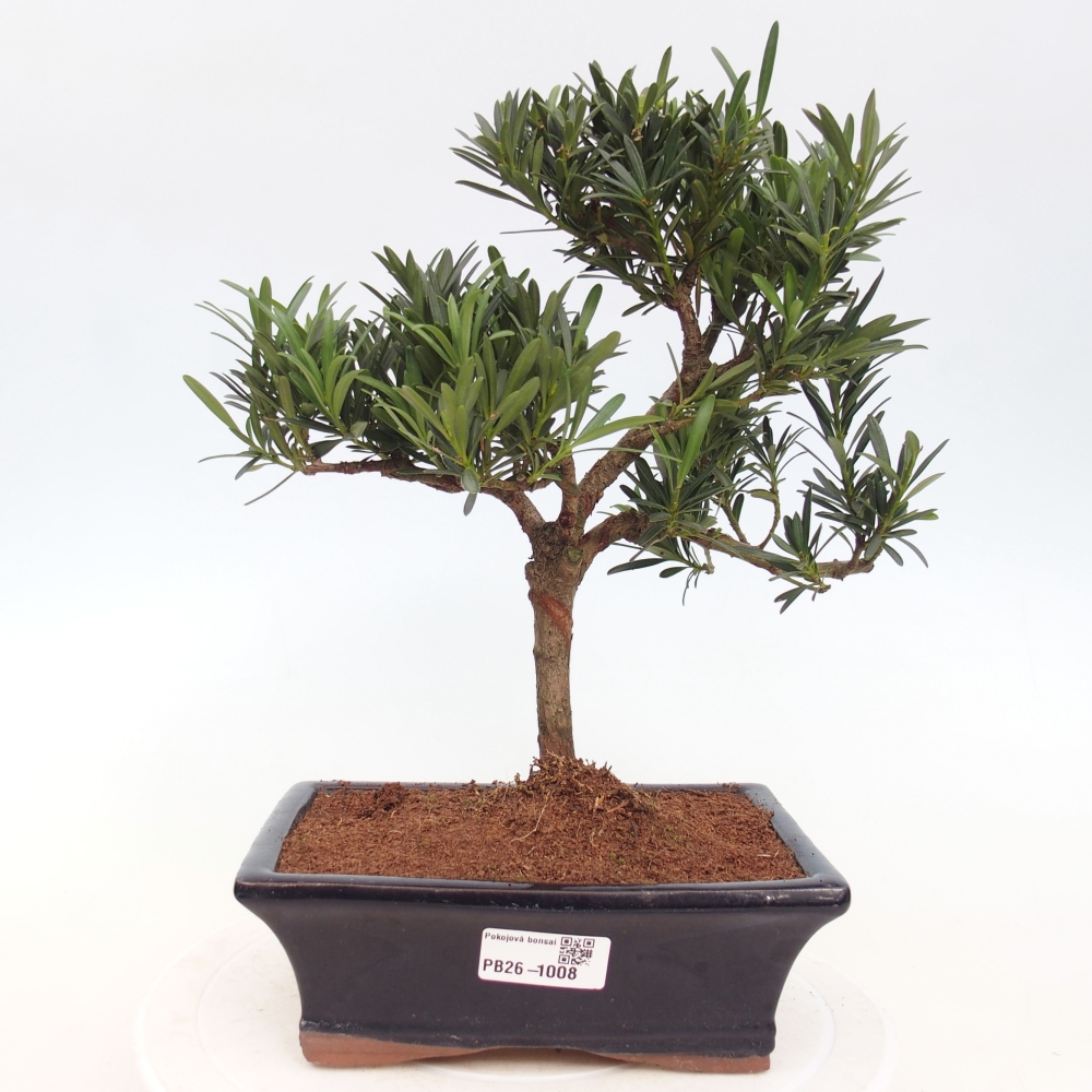 Pokojová bonsai - Podocarpus - Kamenný tis