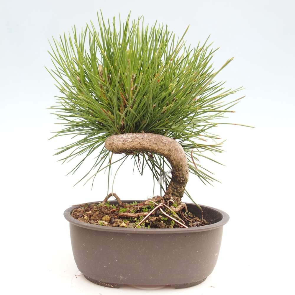 Venkovní bonsai - Pinus thunbergii - Borovice thunbergova