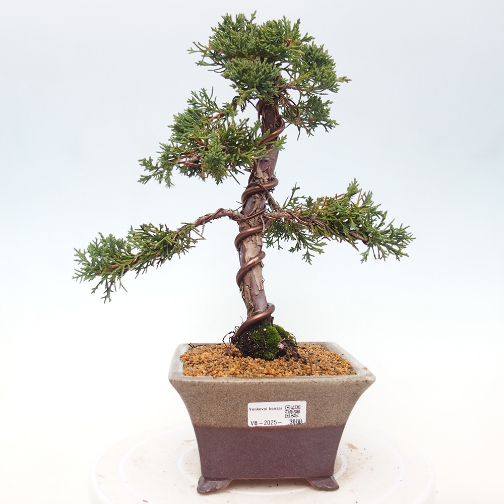 Venkovní bonsai - Juniperus chinensis Kishu -Jalovec čínský