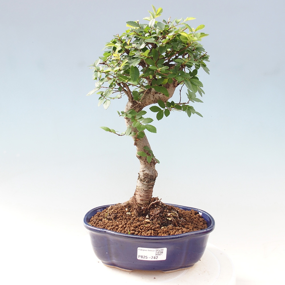 Pokojová bonsai - Ulmus parvifolia - Malolistý jilm