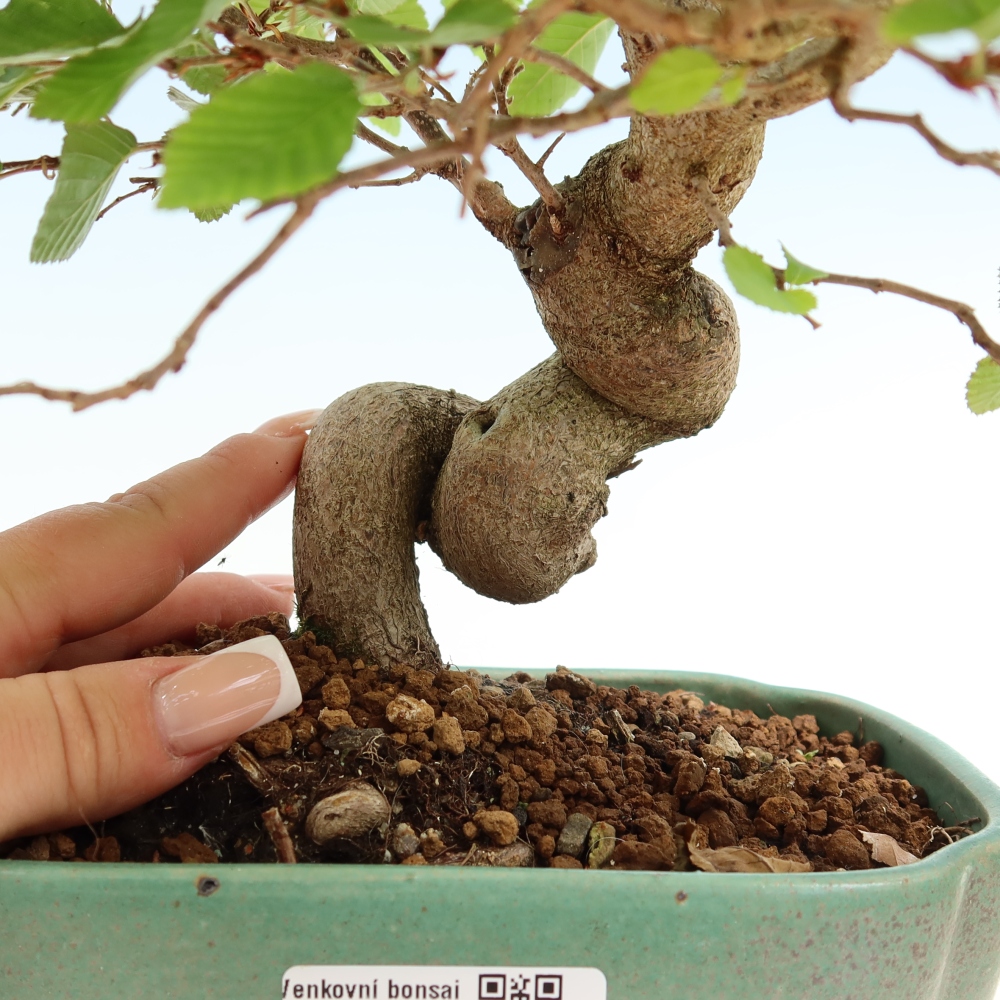 Venkovní bonsai -Carpinus coreana - Habr korejský