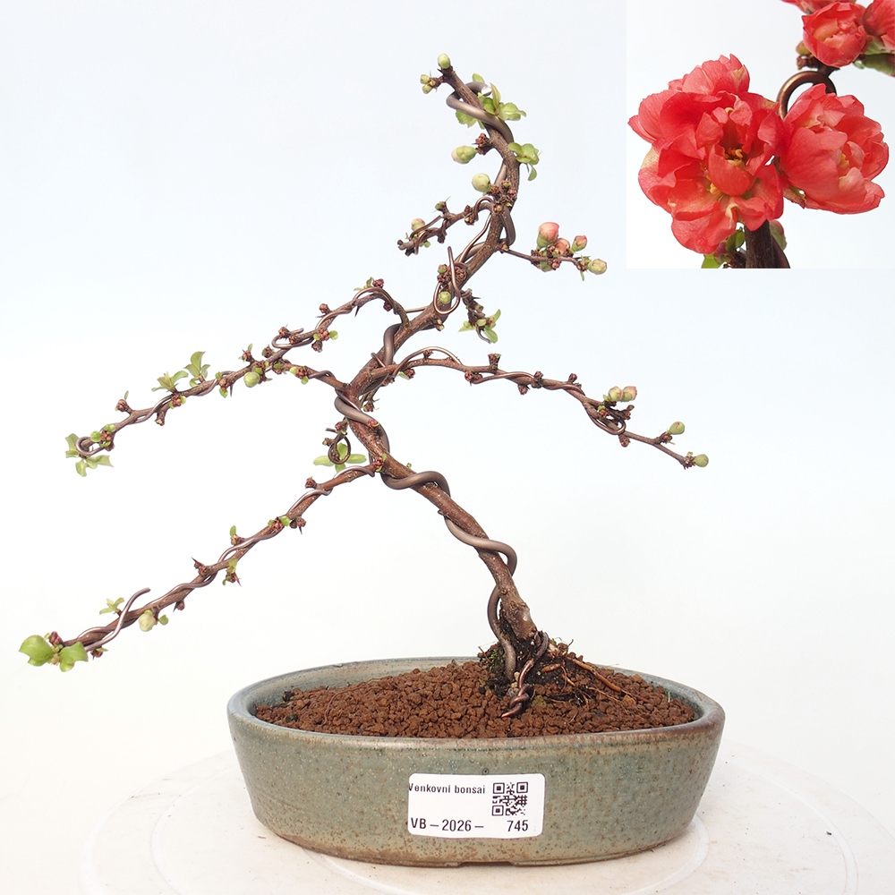 Venkovní bonsai - Chaneomeles s. Red Joy - Kdoulovec 