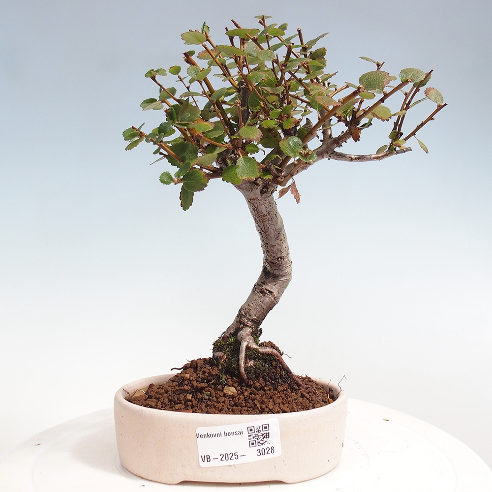 Venkovní bonsai - bříza - Betula NANA 