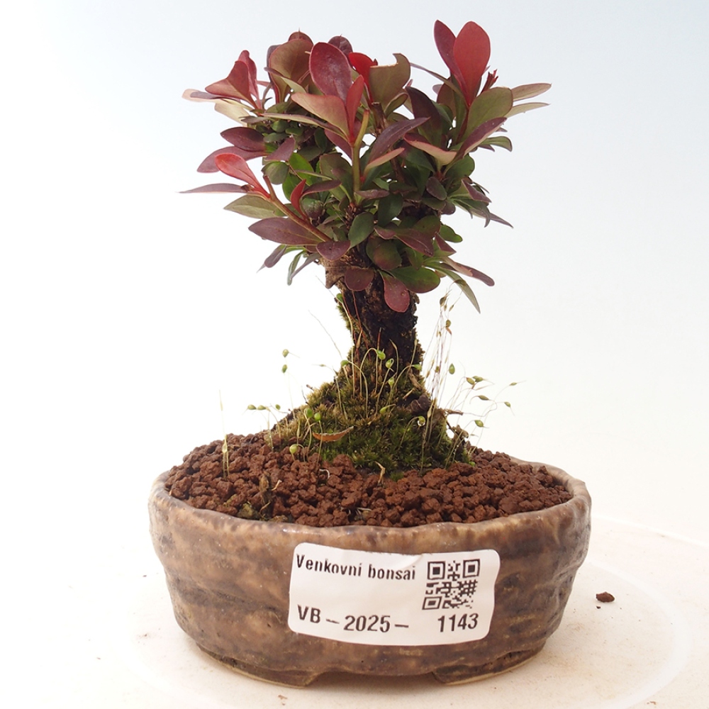 Venkovní bonsai - Berberis thunbergii Kobold - Dřištál Thunbergův