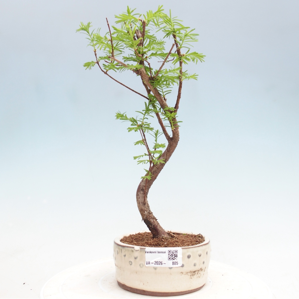 Venkovní bonsai - Metasequoia glyptostroboides - Metasekvoje čínská