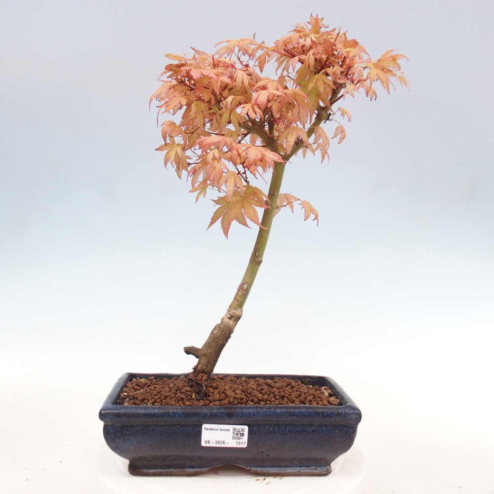 Javor dlanitolistý - Acer palmatum Beni Tsukasa