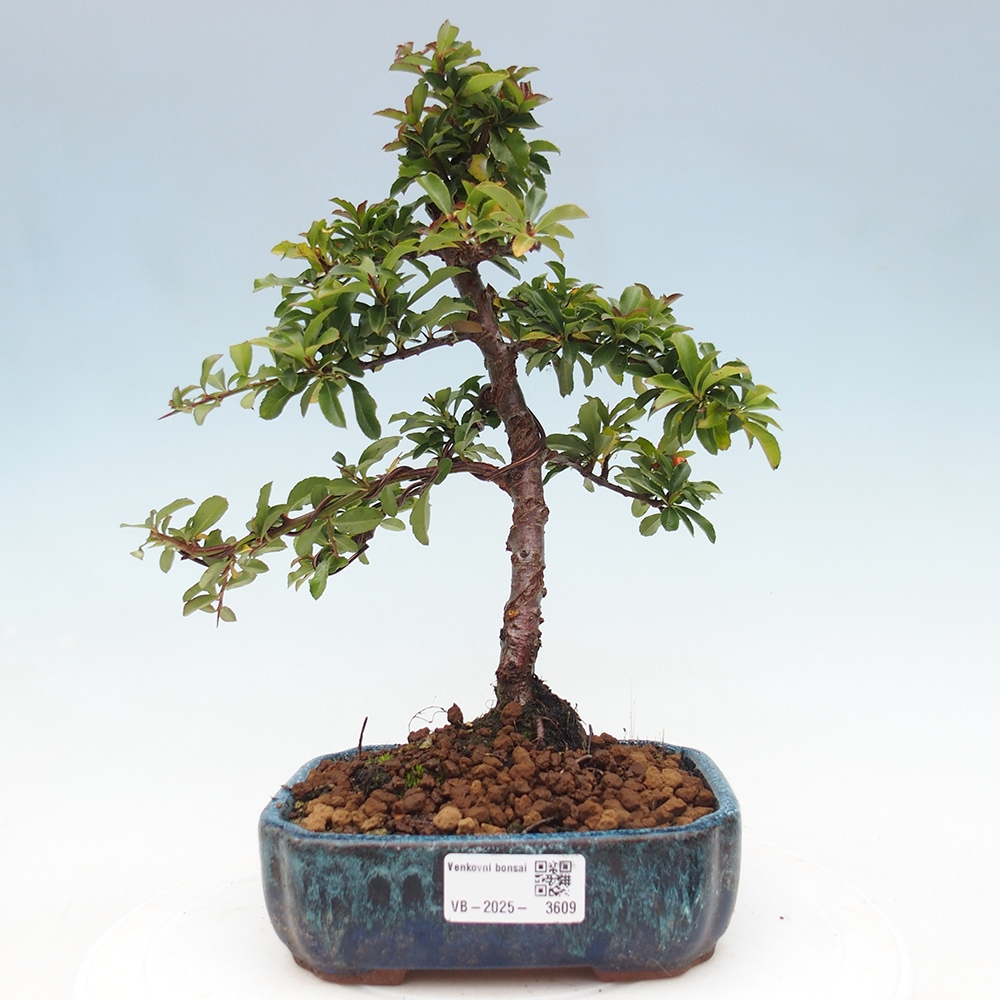 Venkovní bonsai-Pyracanta Teton -Hlohyně